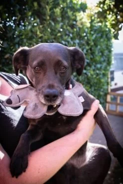 Doogy Doodles Puppy -Haustierprodukte doogy doodles 2