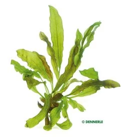 DENNERLE Echinodorus Dschungelstar Nr. 3 - Schwertpflanze Python