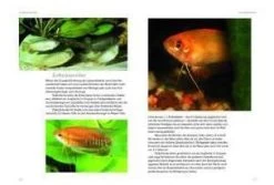 NTV - Zwergfadenfische -Haustierprodukte fadenfsiche