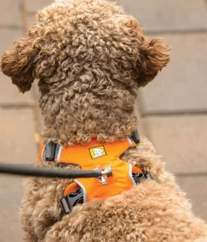 Ruffwear Front Range Harness Campfire Orange 3 Ruffwear Front Range Harness Campfire Orange - Image 3