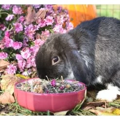 Grünhopper Digestive -Haustierprodukte grC3BCnhopper digestive 2