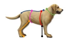 Hurtta Extreme Overall -Haustierprodukte hurrta groessentabelle