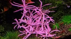 Hygrophila Lancea 'Chai' -Haustierprodukte hygrophila20lancea20chai 2