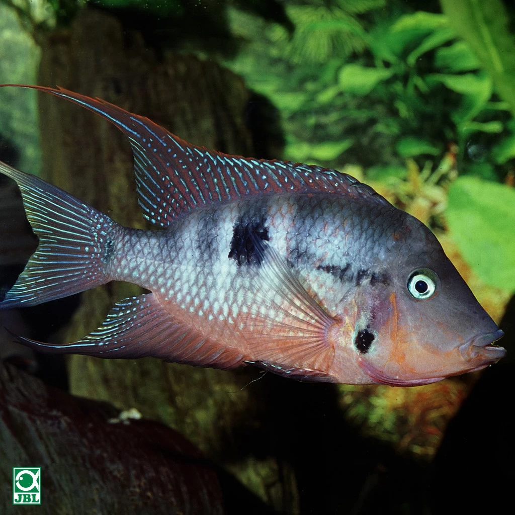 JBL ProNovo Cichlid Grano M 2 JBL ProNovo Cichlid Grano M – Bild 2