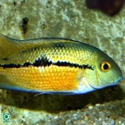 JBL ProNovo Cichlid Grano M 5 JBL ProNovo Cichlid Grano M -Haustierprodukte jbl pronovo cichlid grano m 3jpg