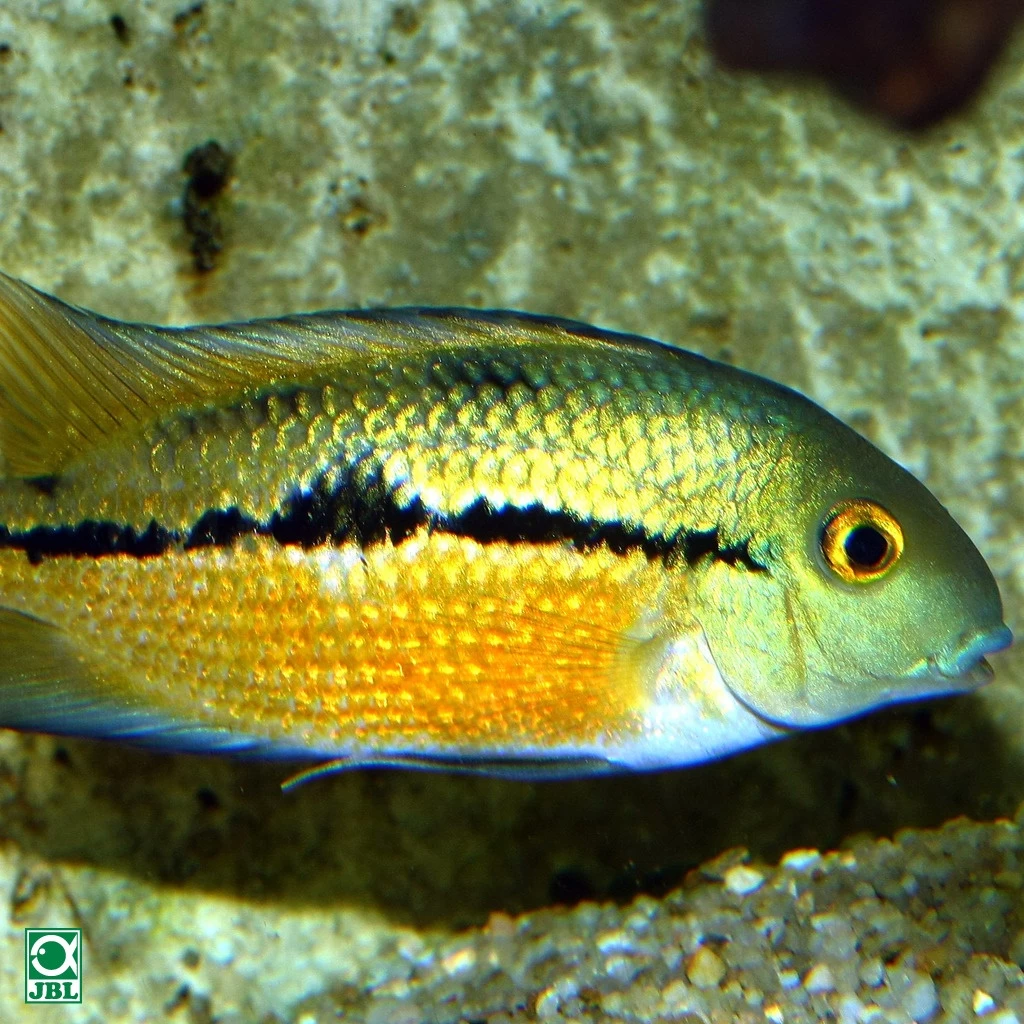 JBL ProNovo Cichlid Grano M 3 JBL ProNovo Cichlid Grano M – Bild 3