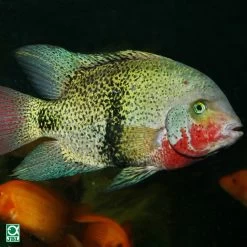 JBL ProNovo Cichlid Grano XL 1000 Ml -Haustierprodukte jbl pronovo cichlid grano xl 2