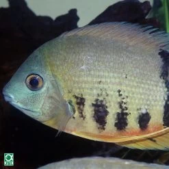 JBL ProNovo Cichlid Grano XL 1000 Ml -Haustierprodukte jbl pronovo cichlid grano xl