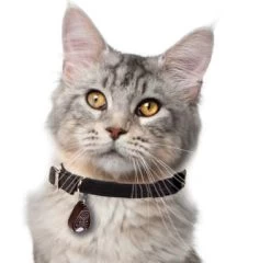 Diverse Tickless Pet Ultraschallgerät -Haustierprodukte katze tickless