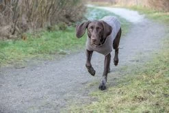 Trixie Pullover Kenton Taupe - 27cm 10 Trixie Pullover Kenton Taupe - 27cm -Haustierprodukte kenton taupe 5