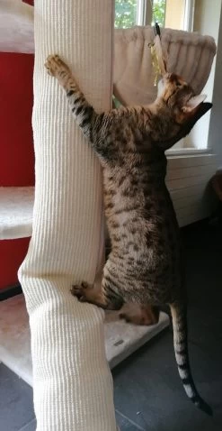 KERBL Klettersack Climber 13 KERBL Klettersack Climber -Haustierprodukte kerbl climber katze 1