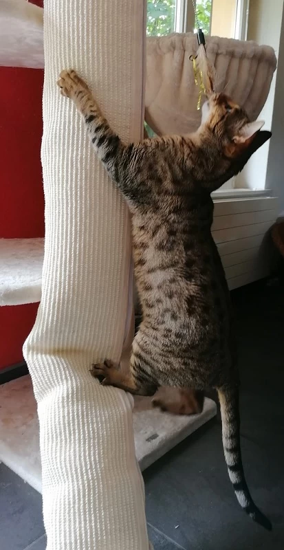 KERBL Klettersack Climber 6 KERBL Klettersack Climber - Image 6