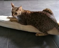 KERBL Klettersack Climber 14 KERBL Klettersack Climber -Haustierprodukte kerbl climber katze 2