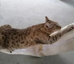 KERBL Klettersack Climber 15 KERBL Klettersack Climber -Haustierprodukte kerbl climber katze