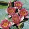 Diverse Zwerg Seerose - Nymphaea Pygmaea Rubra