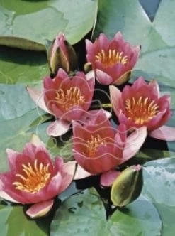 Diverse Zwerg Seerose - Nymphaea Pygmaea Rubra