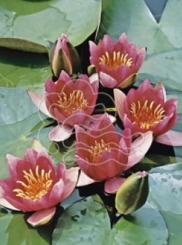 Diverse Zwerg Seerose - Nymphaea Pygmaea Rubra 1 Diverse Zwerg Seerose - Nymphaea Pygmaea Rubra