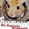 Die Persische Rennmaus