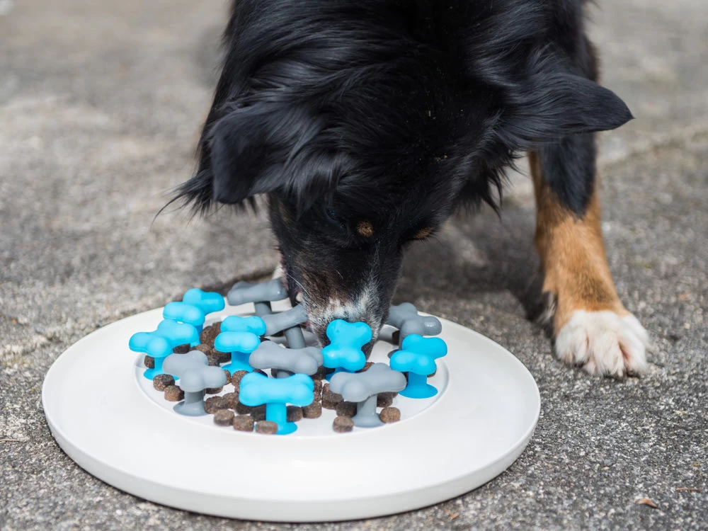 Procyon Antischlingnapf 5 Procyon Antischlingnapf - Image 5