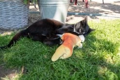 Diverse Robocat - Zappelfisch -Haustierprodukte robocat zappel fisch 1