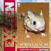 Rodentia 71 - Springmäuse