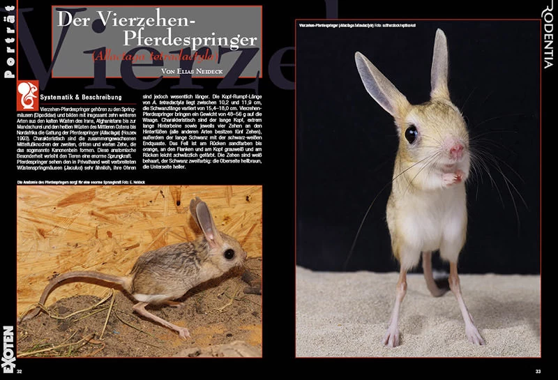 Rodentia 83 - Lebensraum Wasser 4 Rodentia 83 - Lebensraum Wasser - Image 4