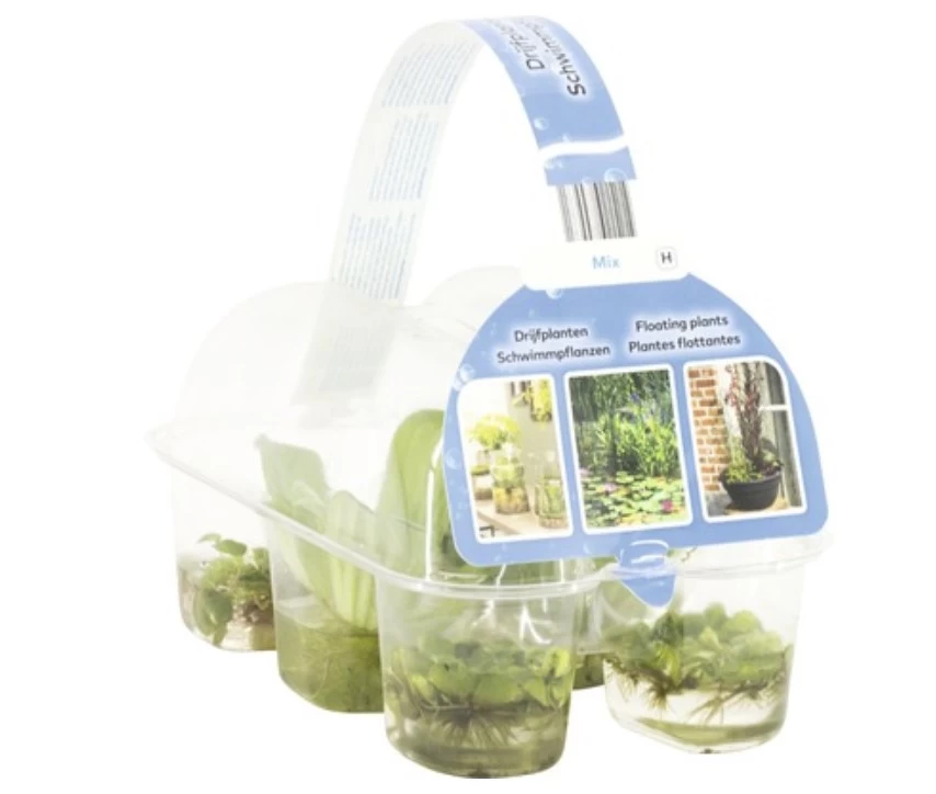 Diverse Schwimmpflanzen Set 1 Diverse Schwimmpflanzen Set