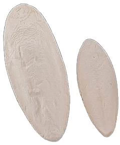 Diverse Sepiaschalen Lose 1kg