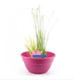 Diverse Terrassenteich Set - Plastikschalen 9 Diverse Terrassenteich Set - Plastikschalen -Haustierprodukte song grow plastik pink