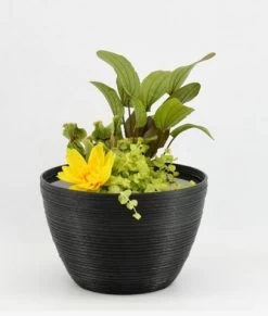 Diverse Terrassenteich Set - De Luxe Keramikoptik 6 Diverse Terrassenteich Set - De Luxe Keramikoptik -Haustierprodukte song grow ton 2