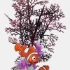 SuperFish Deko Garden Nemo
