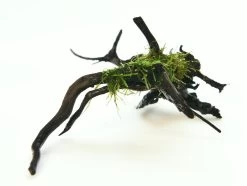 DENNERLE Taxiphyllum Barbieri Spiderwood