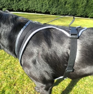 Dog FunRun Standard Typus Windhund - Grob Gewebt 2 Dog FunRun Standard Typus Windhund - Grob Gewebt - Image 2