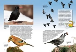 NTV, Entdecke Die Rabenvögel 6 NTV, Entdecke Die Rabenvögel -Haustierprodukte voegel 1