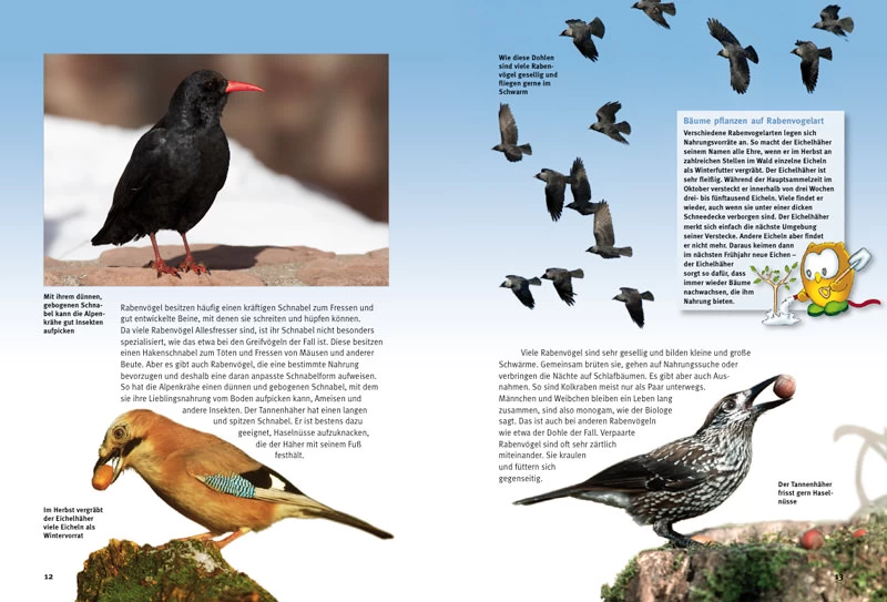 NTV, Entdecke Die Rabenvögel 3 NTV, Entdecke Die Rabenvögel - Image 3