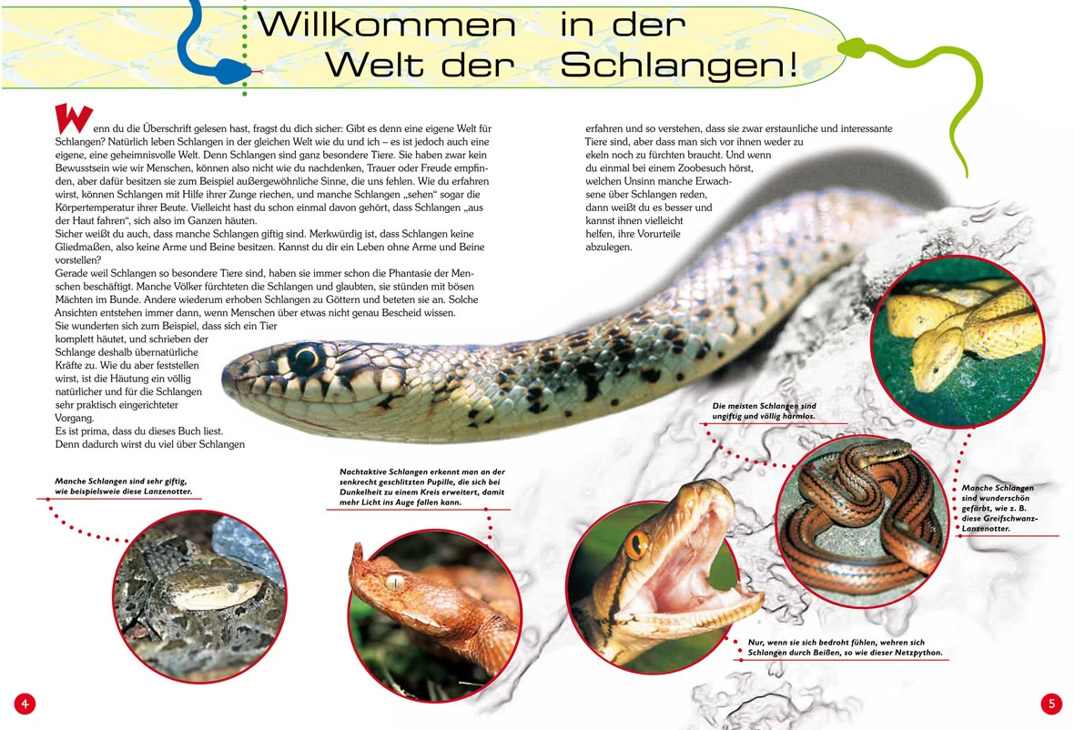 NTV, Entdecke Die Schlangen 2 NTV, Entdecke Die Schlangen - Image 2