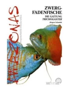 NTV - Zwergfadenfische