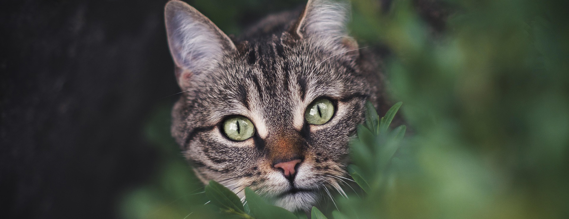 Haustierprodukte -Haustierprodukte cat 6468112 1920