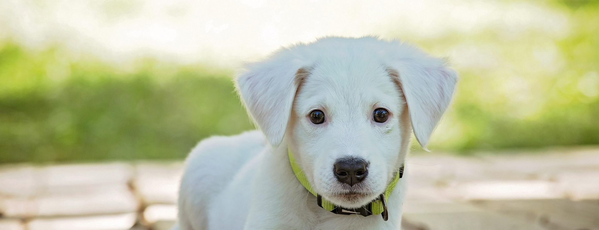 Haustierprodukte -Haustierprodukte puppy 1903313 1920